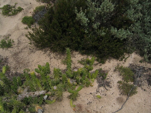 Austrocylindropuntia subulata