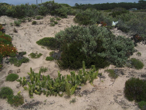 Austrocylindropuntia subulata