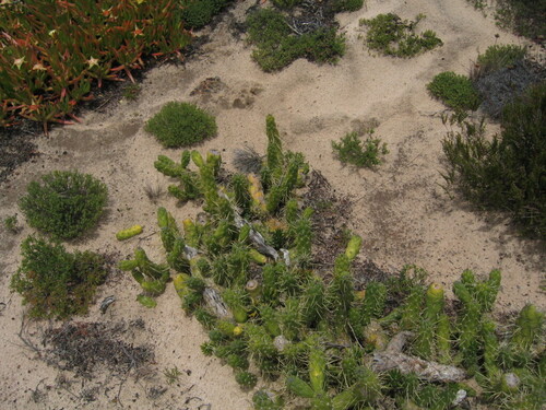 Austrocylindropuntia subulata