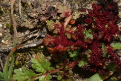 Synchytrium papillatum