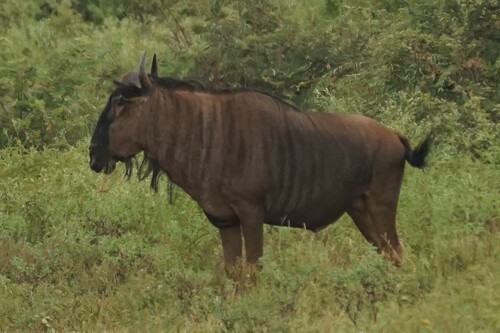Blue wildebeest