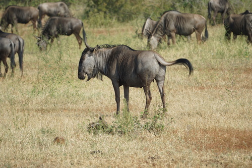 Blue wildebeest