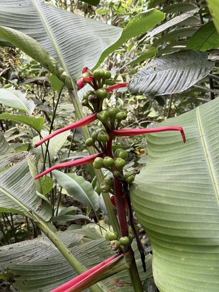 Heliconia litana