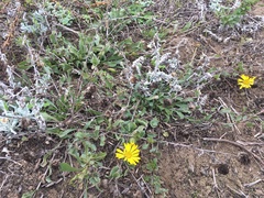 Grindelia stricta platyphylla