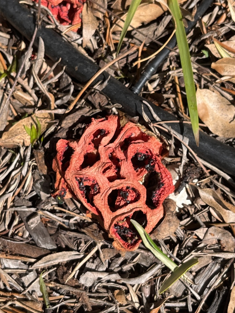 Clathrus ruber · March 2026 · photo: © joqatana (iNaturalist, cc-by)