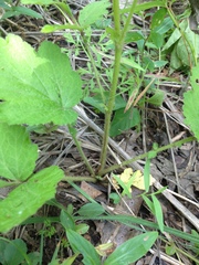 Geum virginianum