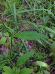 Geum virginianum
