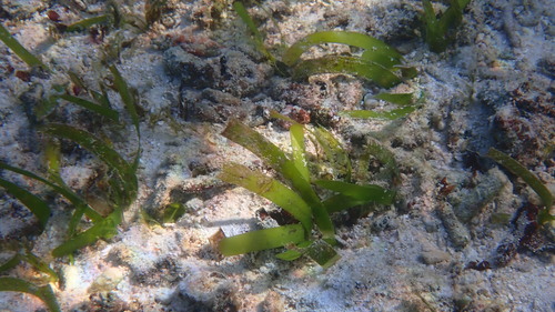 Sickle seagrass (Thalassia hemprichii)