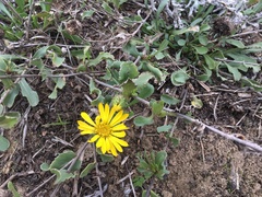 Grindelia stricta platyphylla