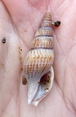 Ophiodermella inermis