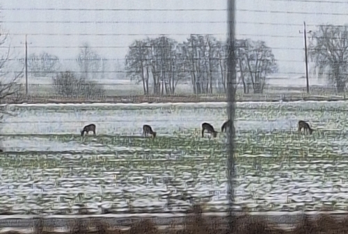 Western Roe Deer