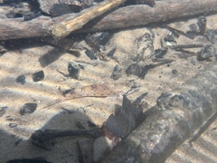 Bluemask Darter photo 2