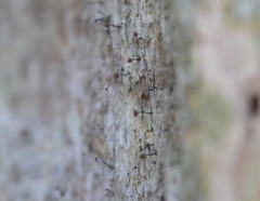 Chaenotheca xyloxena