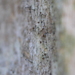 Chaenotheca xyloxena - Photo (c) Carl-Adam Wegenschimmel, algunos derechos reservados (CC BY-NC), subido por Carl-Adam Wegenschimmel