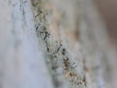 Chaenotheca xyloxena