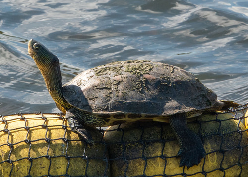 Chinese Stripe-necked Turtle, Florida, US, photo 8 of 10