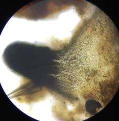 Podospora decipiens