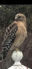 Buteo lineatus
