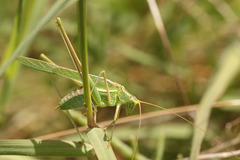 Burgilis curta