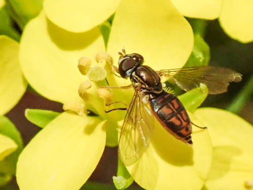 Unknown species found near Lake Murray, San Diego, CA, USA