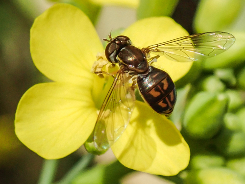Unknown species found near Lake Murray, San Diego, CA, USA