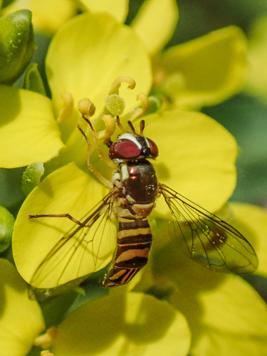 Unknown species found near Lake Murray, San Diego, CA, USA