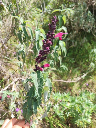 Magenta Jalcasage (Salvia lanicaulis)