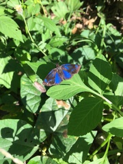 Paches loxus gloriosus