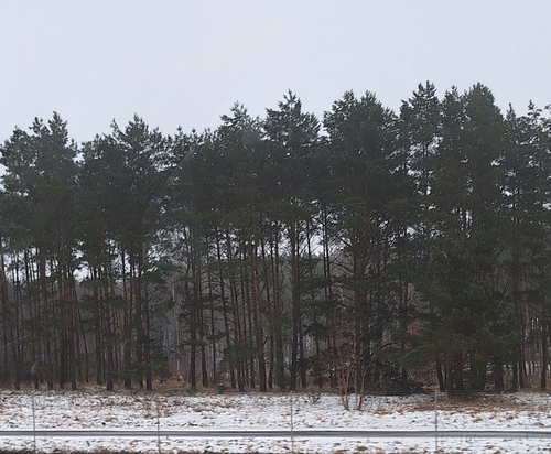 Scots pine