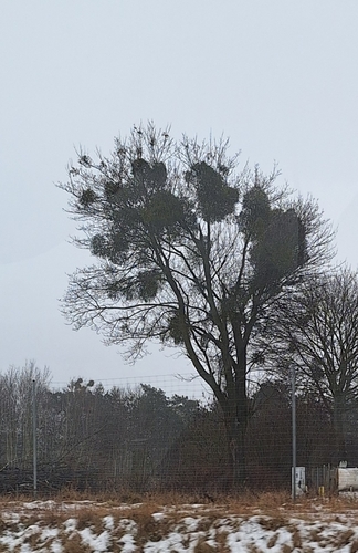 European mistletoe