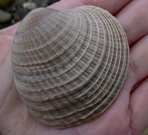 California Venus