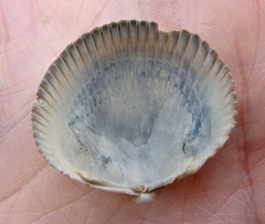 Dallocardia quadragenaria