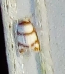 Thermograpta rufizonata