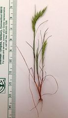 Festuca octoflora