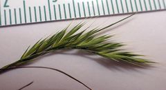 Festuca octoflora