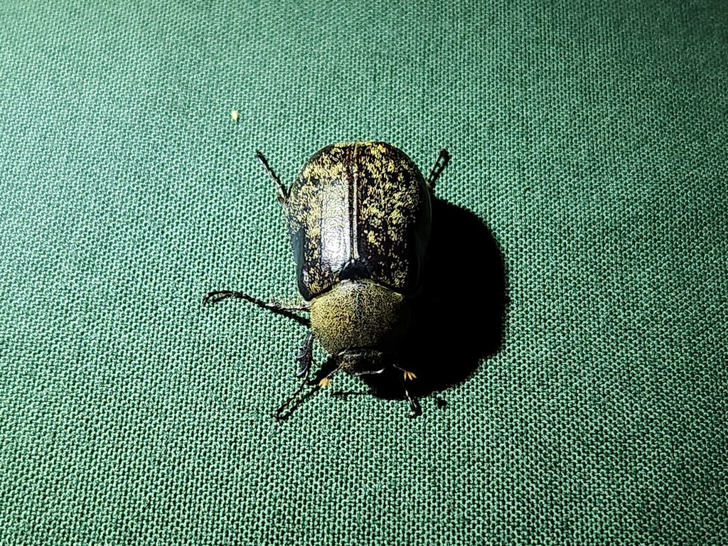 Asthenopholis crassa