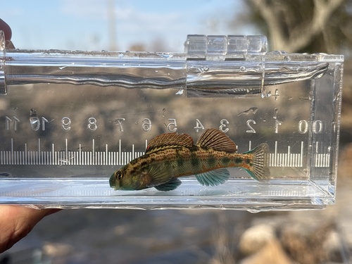 Cumberland snubnose darter (Etheostoma atripinne) — Percidae — 5