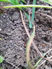 Odontomachus ruginodis