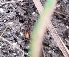 Odontomachus ruginodis