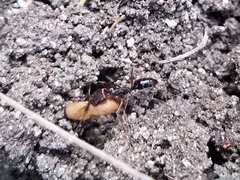 Odontomachus ruginodis