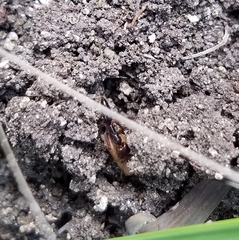 Odontomachus ruginodis