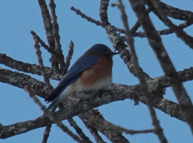 Eastern Bluebird from Grafton, VT, USA on February 17, 2020 at 12:50 PM ...