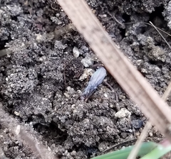 Odontomachus ruginodis