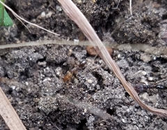 Odontomachus ruginodis