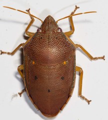 Coleotichus excellens