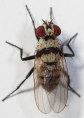 Anthomyia silvestris