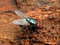 Eudasyphora