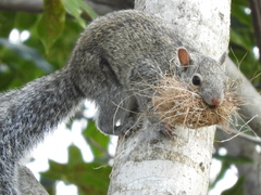 Yucatan Squirrel photo 5