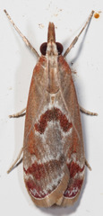 Syntonarcha iriastis