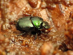 Onthophagus orpheus